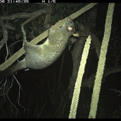Trichosurus vulpecula (Common Brushtail Possum) at Dunbogan, NSW - 8 Nov 2024 by Nette