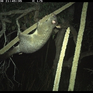 Trichosurus vulpecula (Common Brushtail Possum) at Dunbogan, NSW - 8 Nov 2024 by Nette