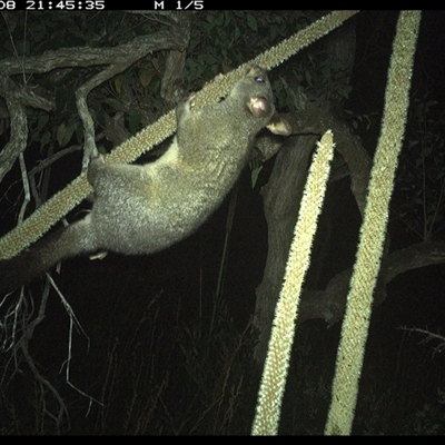 Trichosurus vulpecula (Common Brushtail Possum) at Dunbogan, NSW - 8 Nov 2024 by Nette