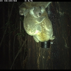 Phascolarctos cinereus (Koala) at Crescent Head, NSW - 20 Nov 2024 by Stablesmas