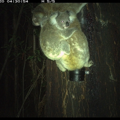 Phascolarctos cinereus (Koala) at Crescent Head, NSW - 20 Nov 2024 by Stablesmas