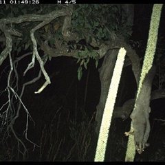 Petaurus norfolcensis (Squirrel Glider) at Dunbogan, NSW - 11 Nov 2024 by Nette