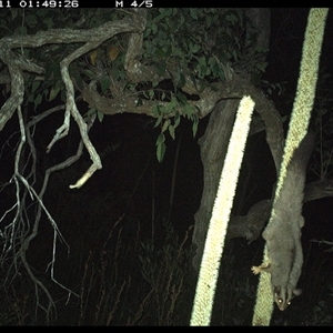 Petaurus norfolcensis (Squirrel Glider) at Dunbogan, NSW - 11 Nov 2024 by Nette