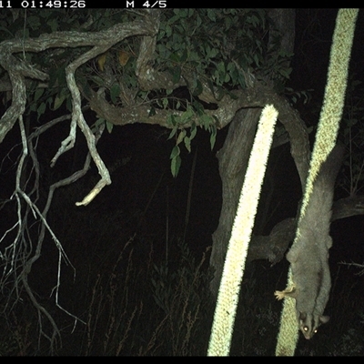 Petaurus norfolcensis (Squirrel Glider) at Dunbogan, NSW - 11 Nov 2024 by Nette