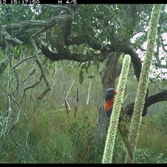 Trichoglossus moluccanus (Rainbow Lorikeet) at Dunbogan, NSW - 12 Nov 2024 by Nette