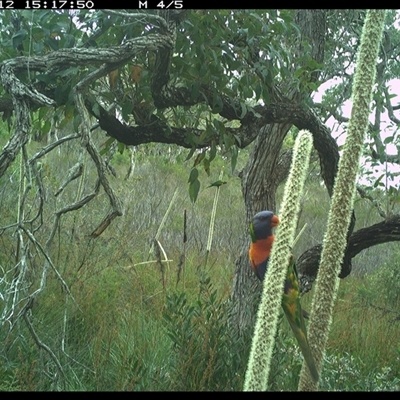Trichoglossus moluccanus (Rainbow Lorikeet) at Dunbogan, NSW - 12 Nov 2024 by Nette