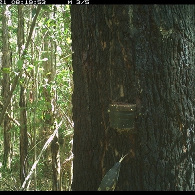 Varanus varius (Lace Monitor) at Crescent Head, NSW - 21 Dec 2024 by Stablesmas