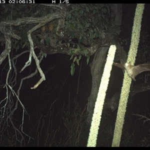 Syconycteris australis (Common Blossom-bat) at Dunbogan, NSW - 13 Nov 2024 by Nette