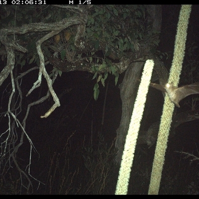 Syconycteris australis (Common Blossom-bat) at Dunbogan, NSW - 13 Nov 2024 by Nette