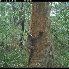 Phascolarctos cinereus (Koala) at Crescent Head, NSW - 14 Oct 2024 by Stablesmas