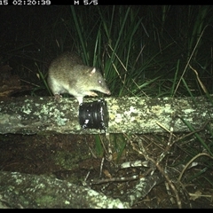 Isoodon macrourus (Northern Brown Bandicoot) at Dunbogan, NSW - 15 Nov 2024 by Nette