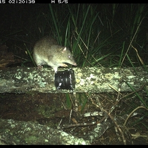 Isoodon macrourus (Northern Brown Bandicoot) at Dunbogan, NSW - 15 Nov 2024 by Nette