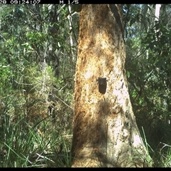 Varanus varius (Lace Monitor) at Crescent Head, NSW - 28 Oct 2024 by Stablesmas