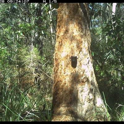 Varanus varius (Lace Monitor) at Crescent Head, NSW - 28 Oct 2024 by Stablesmas