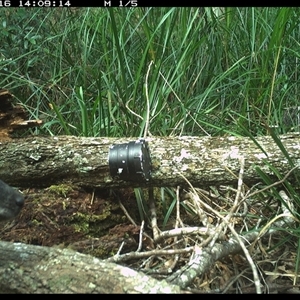 Wallabia bicolor (Swamp Wallaby) at Dunbogan, NSW - 16 Nov 2024 by Nette