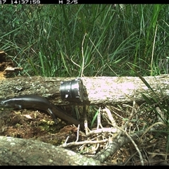 Bellatorias major (Land Mullet) at Dunbogan, NSW - 17 Nov 2024 by Nette