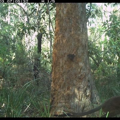 Wallabia bicolor (Swamp Wallaby) at Crescent Head, NSW - 3 Nov 2024 by Stablesmas