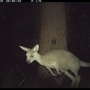 Macropus giganteus (Eastern Grey Kangaroo) at Crescent Head, NSW - 15 Nov 2024 by Stablesmas