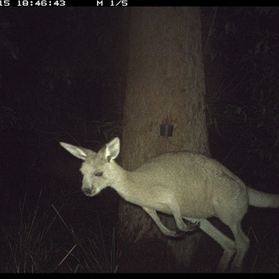 Macropus giganteus (Eastern Grey Kangaroo) at Crescent Head, NSW - 15 Nov 2024 by Stablesmas