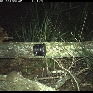 Antechinus stuartii (Brown Antechinus) at Dunbogan, NSW - 18 Nov 2024 by Nette
