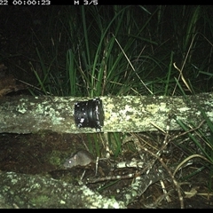 Rattus fuscipes (Bush Rat) at Dunbogan, NSW - 22 Nov 2024 by Nette