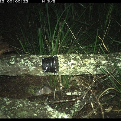 Rattus fuscipes (Bush Rat) at Dunbogan, NSW - 22 Nov 2024 by Nette