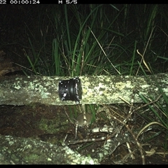 Rattus fuscipes at Dunbogan, NSW - 22 Nov 2024 12:00 AM