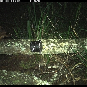 Rattus fuscipes at Dunbogan, NSW - 22 Nov 2024 12:00 AM