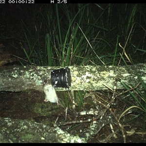 Rattus fuscipes at Dunbogan, NSW - 22 Nov 2024 12:00 AM