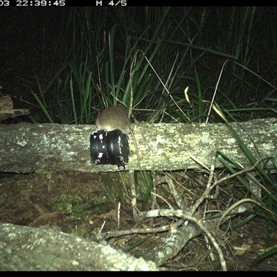 Rattus (genus) (A native or introduced Rattus species) at Dunbogan, NSW - 3 Dec 2024 by Nette