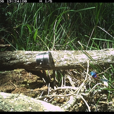 Malurus lamberti (Variegated Fairywren) at Dunbogan, NSW - 6 Dec 2024 by Nette