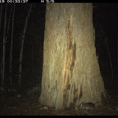 Rattus fuscipes (Bush Rat) at Bonny Hills, NSW - 19 Oct 2024 by pls047