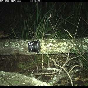 Antechinus stuartii (Brown Antechinus) at Dunbogan, NSW - 7 Dec 2024 by Nette