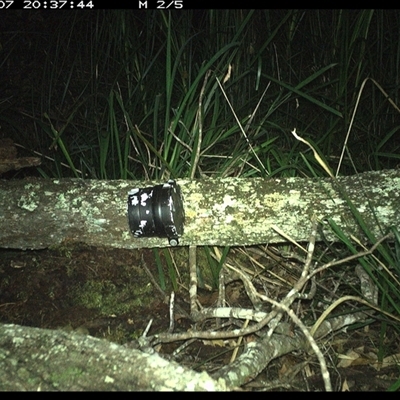 Antechinus stuartii (Brown Antechinus) at Dunbogan, NSW - 7 Dec 2024 by Nette