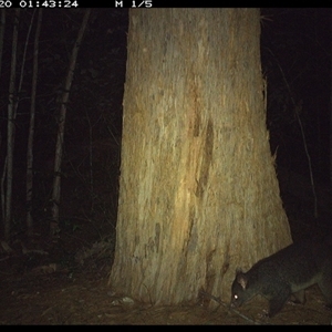 Trichosurus caninus (Mountain Brushtail Possum) at Bonny Hills, NSW - 20 Oct 2024 by pls047
