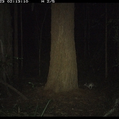 Perameles nasuta (Long-nosed Bandicoot) at Bonny Hills, NSW - 23 Oct 2024 by pls047