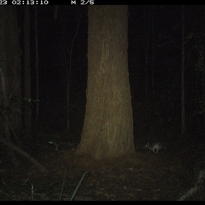 Perameles nasuta (Long-nosed Bandicoot) at Bonny Hills, NSW - 23 Oct 2024 by pls047