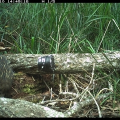Tachyglossus aculeatus (Short-beaked Echidna) at Dunbogan, NSW - 10 Dec 2024 by Nette