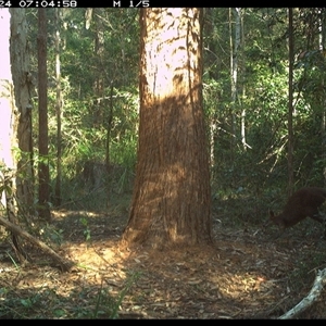 Wallabia bicolor (Swamp Wallaby) at Bonny Hills, NSW - 24 Oct 2024 by pls047