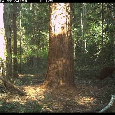 Wallabia bicolor (Swamp Wallaby) at Bonny Hills, NSW - 24 Oct 2024 by pls047