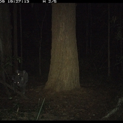 Phascolarctos cinereus (Koala) at Bonny Hills, NSW - 9 Nov 2024 by pls047