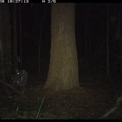 Phascolarctos cinereus (Koala) at Bonny Hills, NSW - 9 Nov 2024 by pls047