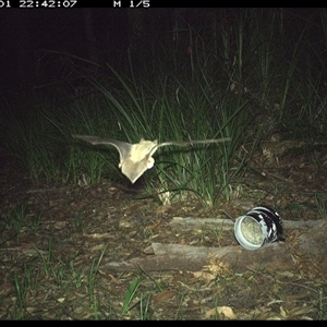 Unverified Bat at Dunbogan, NSW - 1 Jan 2025 by Nette