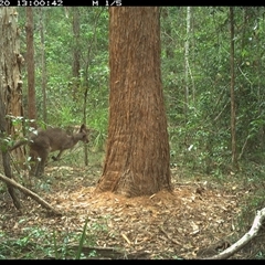 Macropus giganteus (Eastern Grey Kangaroo) at Bonny Hills, NSW - 20 Nov 2024 by pls047