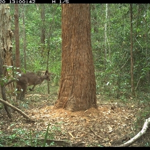 Macropus giganteus (Eastern Grey Kangaroo) at Bonny Hills, NSW - 20 Nov 2024 by pls047