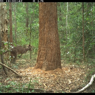 Macropus giganteus (Eastern Grey Kangaroo) at Bonny Hills, NSW - 20 Nov 2024 by pls047