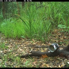 Psophodes olivaceus (Eastern Whipbird) at Dunbogan, NSW - 3 Jan 2025 by Nette