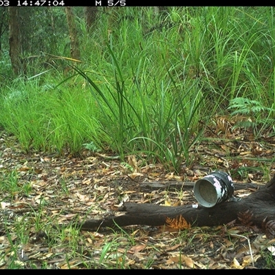 Psophodes olivaceus (Eastern Whipbird) at Dunbogan, NSW - 3 Jan 2025 by Nette