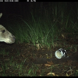 Macropus giganteus (Eastern Grey Kangaroo) at Dunbogan, NSW - 4 Jan 2025 by Nette
