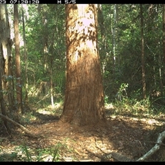 Varanus varius at Bonny Hills, NSW - suppressed